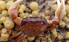 Cyclograpsus audouinii