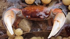 Cyclograpsus audouinii