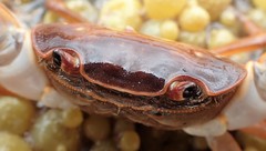 Cyclograpsus audouinii