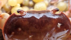 Cyclograpsus audouinii