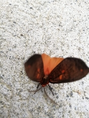 Virbia laeta