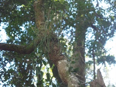 Dendrobium bowmanii
