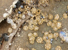 Chthamalus antennatus