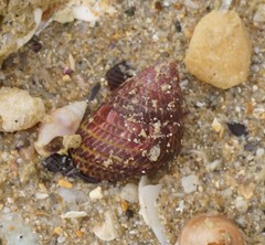 Prothalotia pulcherrima