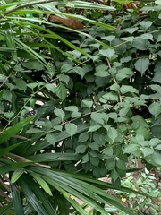 Delias pasithoe