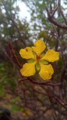 Ochna andravinensis