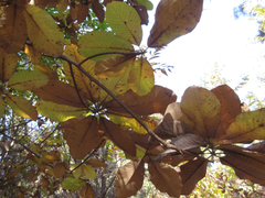 Magnolia obovata