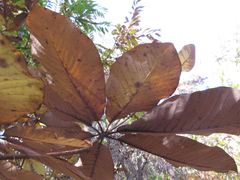 Magnolia obovata