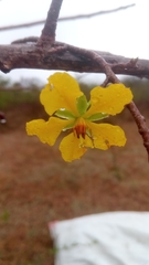 Ochna andravinensis