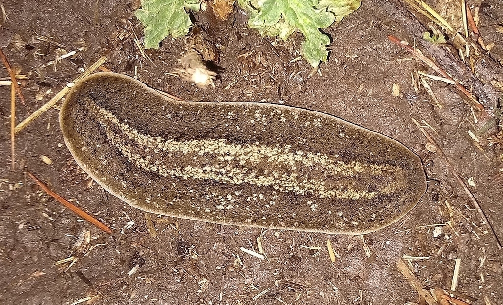 Phyllocaulis soleiformis