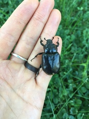 Osmoderma subplanata