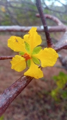Ochna andravinensis