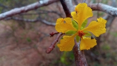Ochna andravinensis