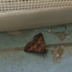 Erebidae