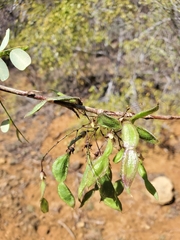 Ormocarpum bernierianum image