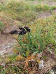 Carex aterrima