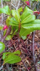 Ochna andravinensis