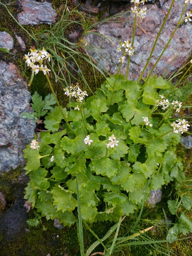 Heartleaf Saxifrage