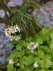 Micranthes nelsoniana aestivalis