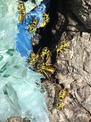 Vespula sulphurea
