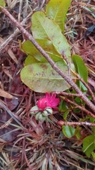 Ochna andravinensis