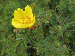Rosa platyacantha