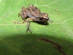 Eleutherodactylus floresvillelai