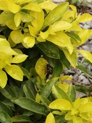 Aculeata