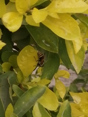 Aculeata