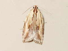 Cryptoptila immersana