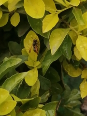Aculeata