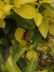 Aculeata