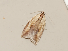 Cryptoptila immersana