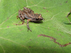 Eleutherodactylus floresvillelai