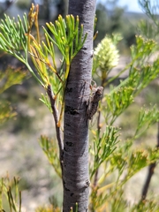 Drymopsalta daemeli