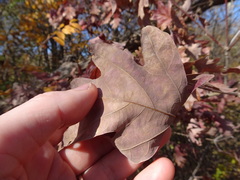 Quercus alba