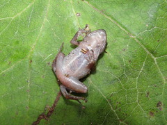 Eleutherodactylus floresvillelai