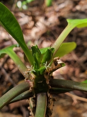 Euphorbia leuconeura image