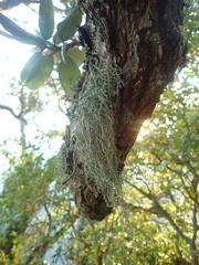 Ramalina australiensis