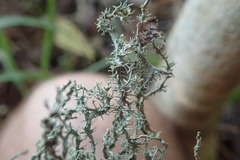 Ramalina australiensis