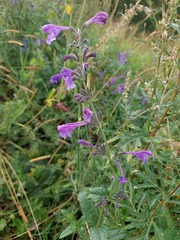 Nepeta sibirica
