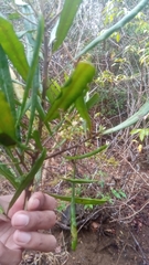 Filicium longifolium