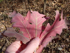 Quercus alba