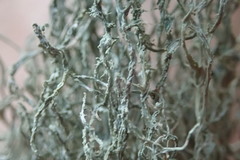 Ramalina australiensis