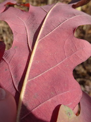 Quercus alba