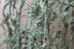 Ramalina australiensis