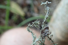Ramalina australiensis