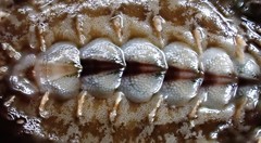 Acanthochitona sueurii