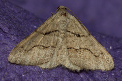 Digrammia imparilata