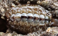 Acanthochitona sueurii